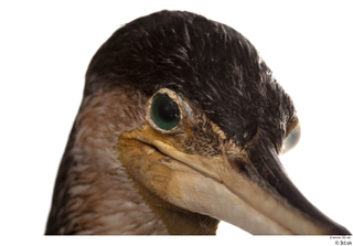 Double-crested cormorant Phalacrocorax auritus eye head 0001.jpg